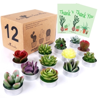 AIXIANG 12Pcs Cactus Can